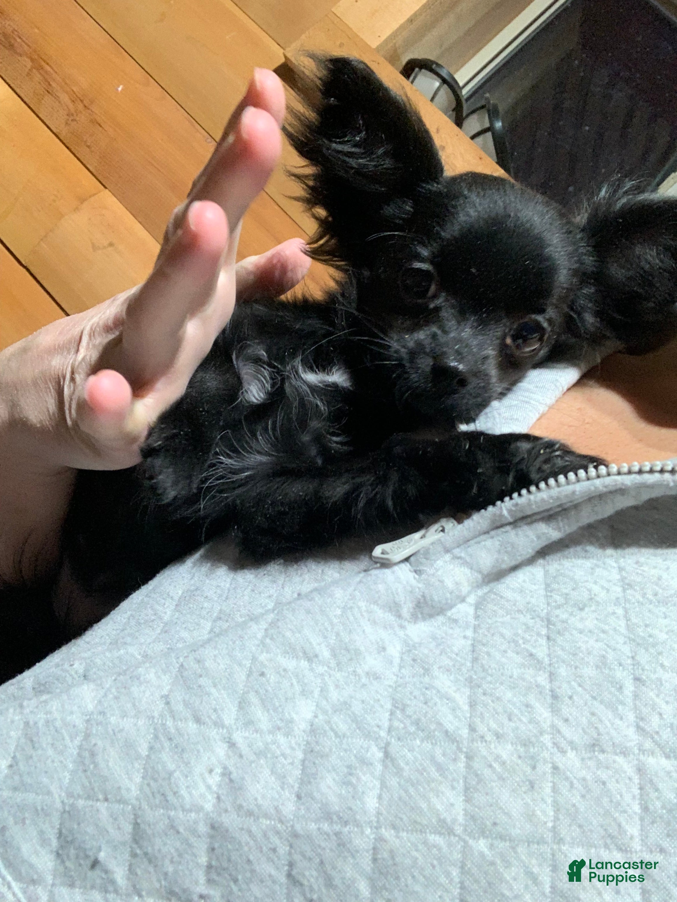 Chihuahua dogs Chihuahua Puppy 1 - Ad 36