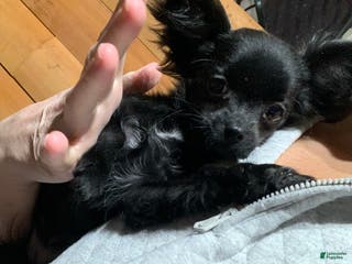 Chihuahua dogs Chihuahua Puppy 1 - Ad 36