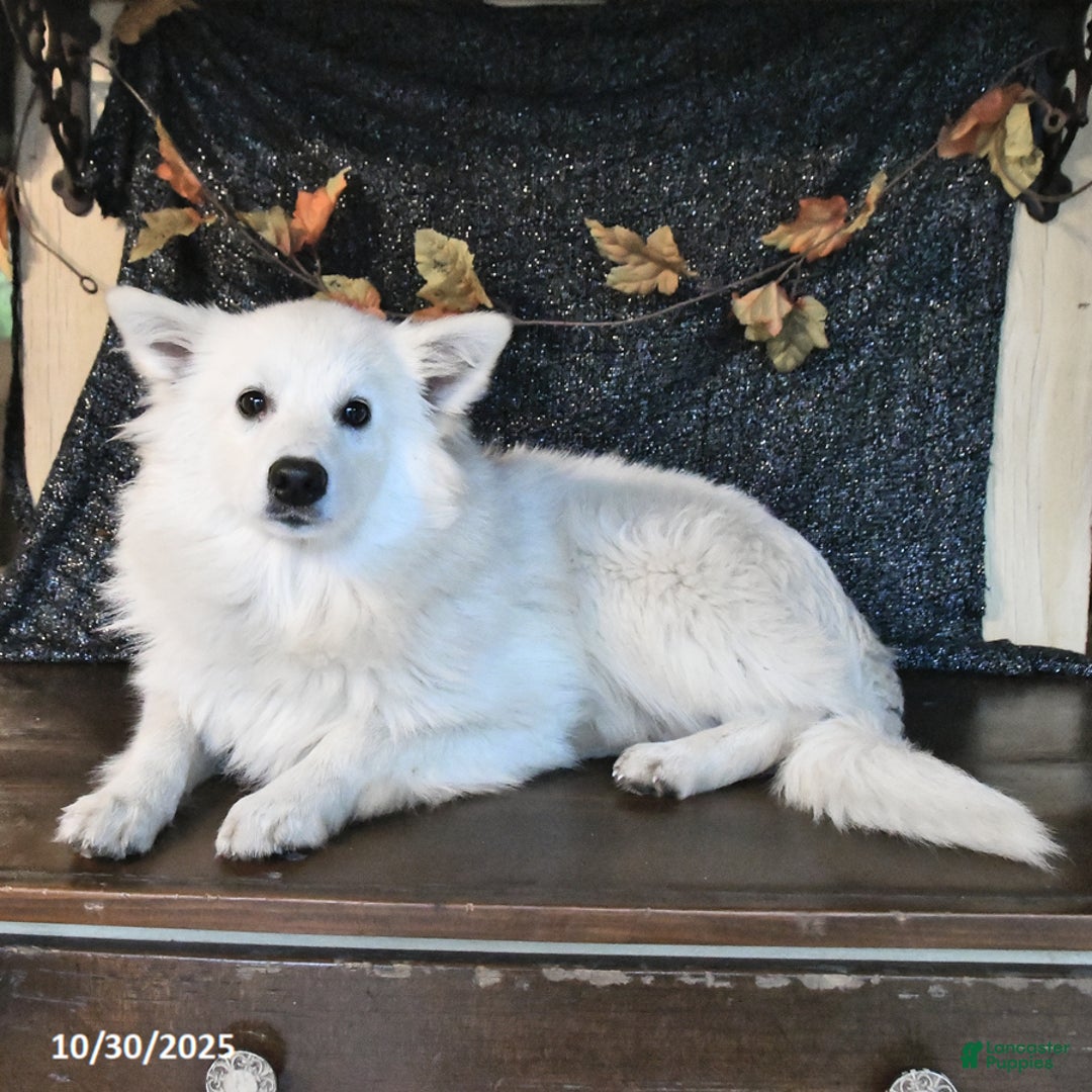 American Eskimo dogs for sale: Prince     - Ad 3