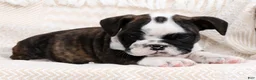 English Bulldog dogs for sale: Maxx - Ad 6
