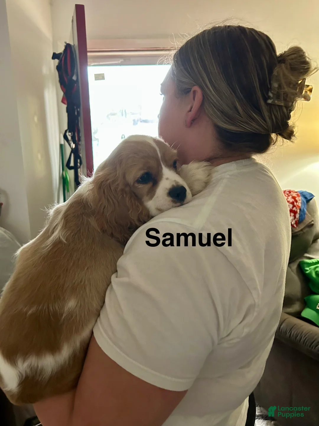 Mixed Breed dogs for sale: Samuel (Sammy) - Ad 1