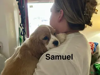 Mixed Breed dogs Samuel (Sammy) - Ad 25
