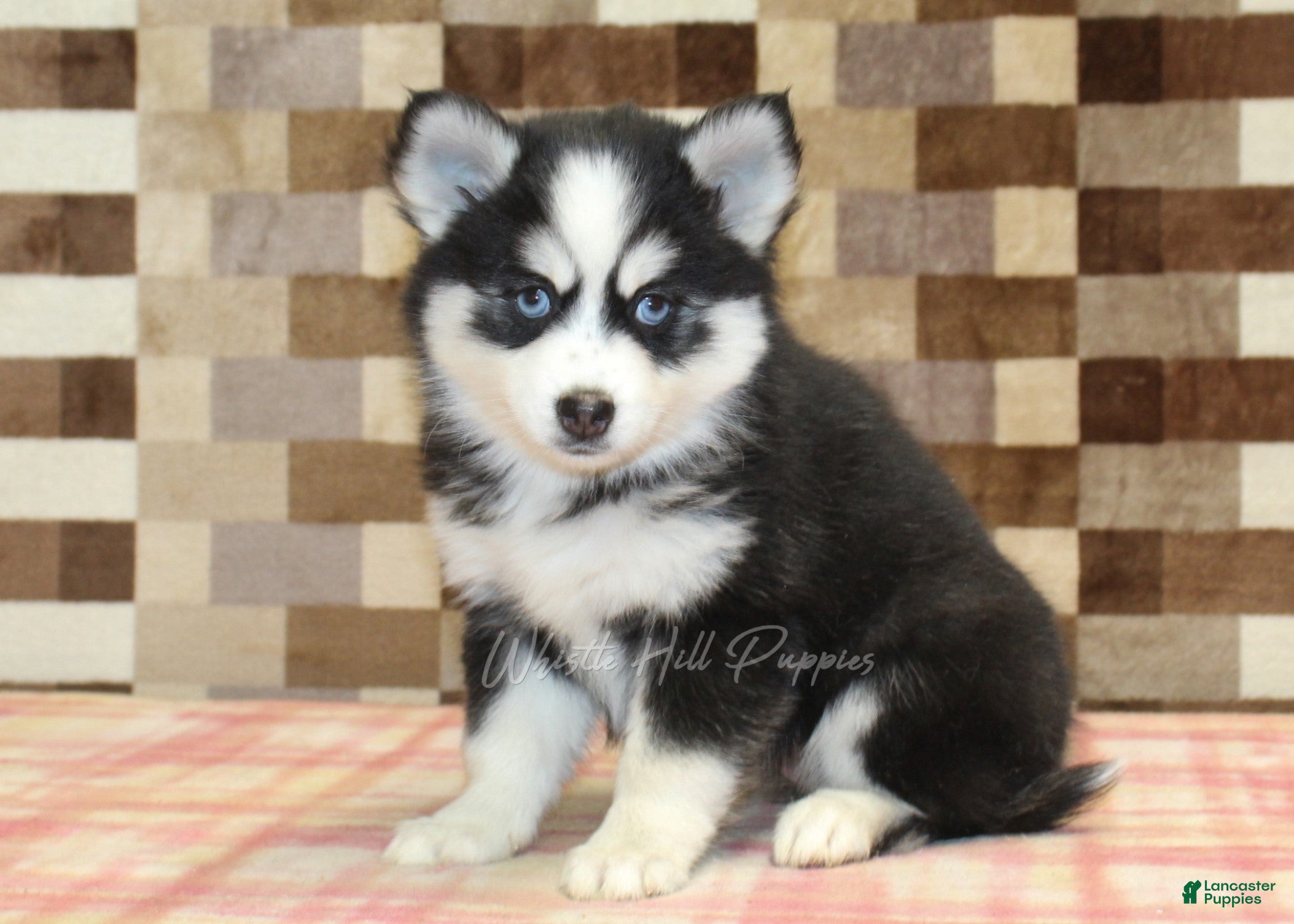 Pomsky dogs Buttons - Ad 37