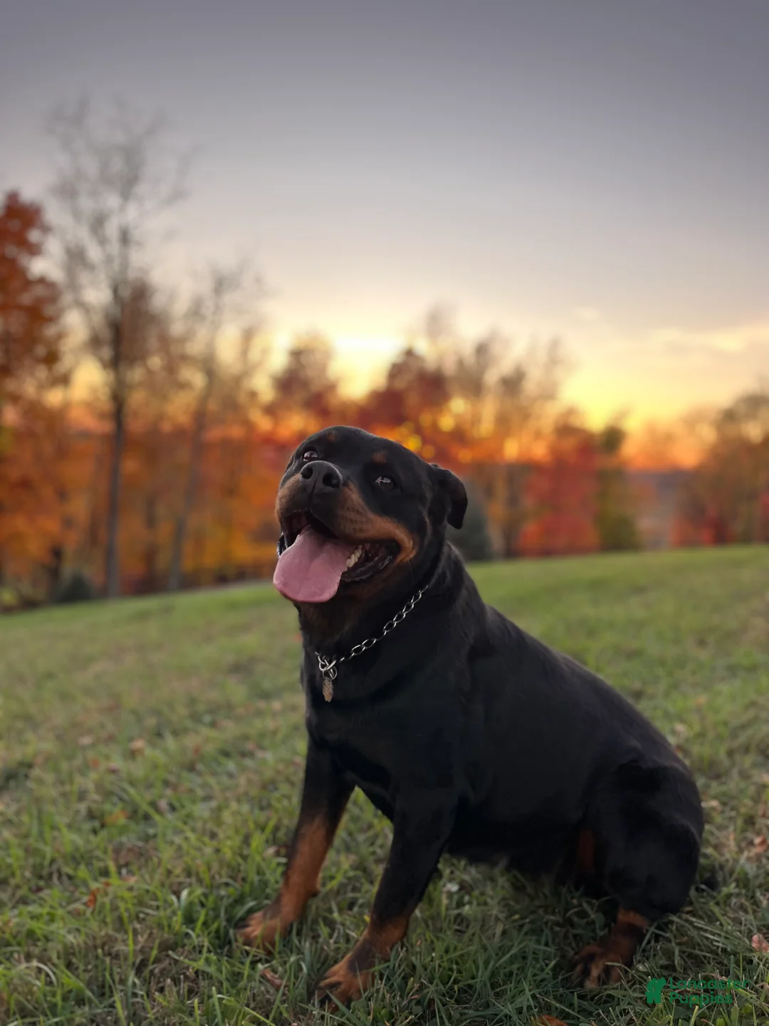 Rottweiler dogs for sale: Sindy - Ad 2