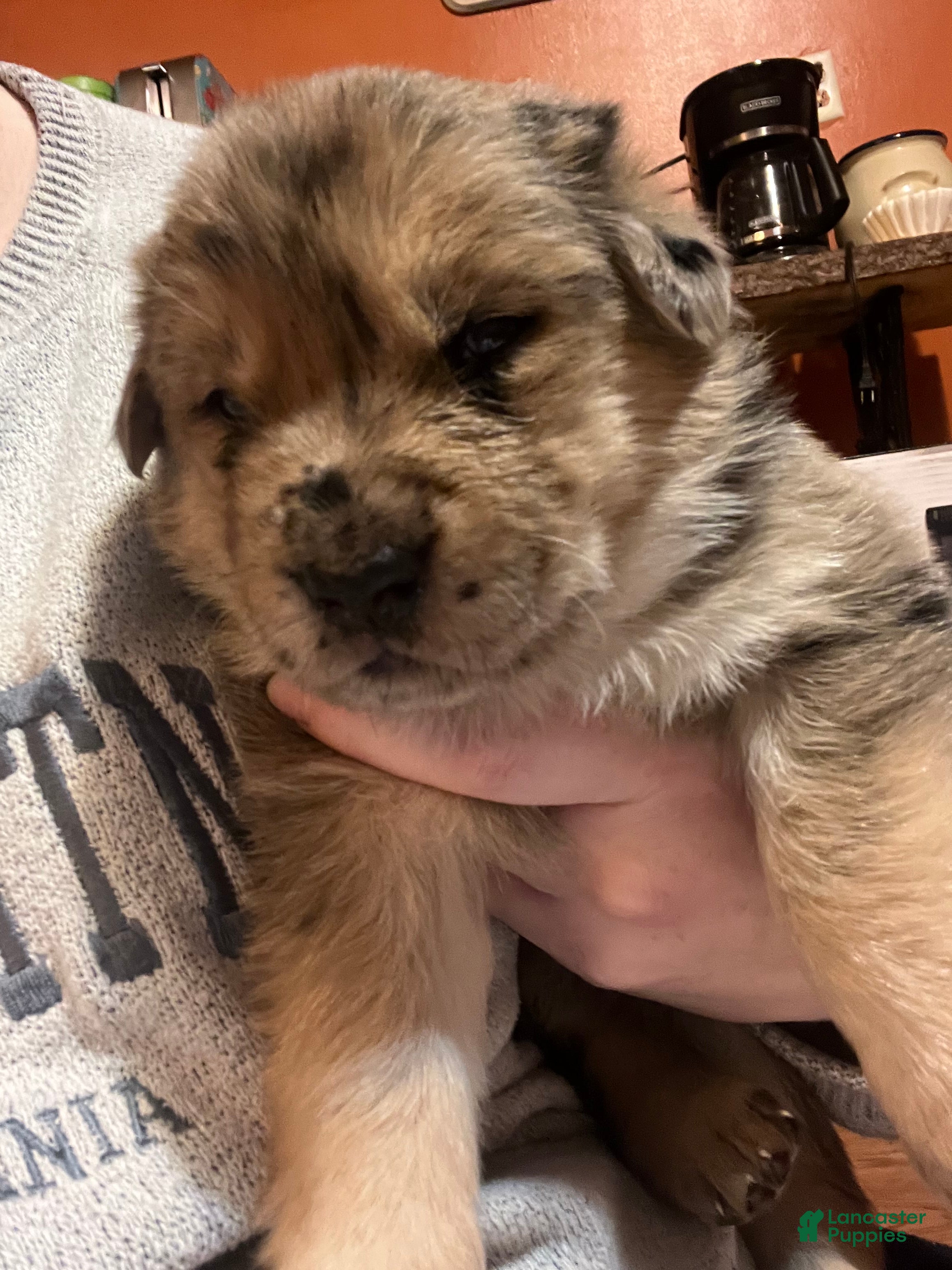 Mixed Breed dogs Mixed Breed Puppy 3 - Ad 25
