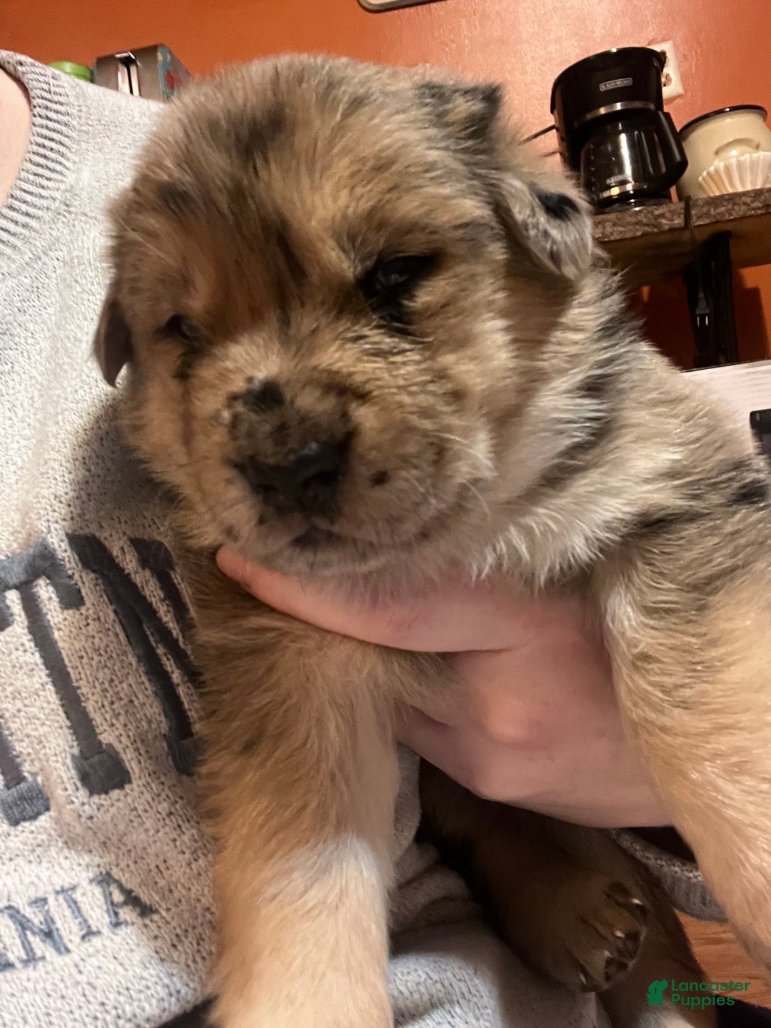 Mixed Breed dogs for sale: Mixed Breed Puppy 3 - Ad 1
