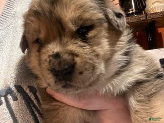 Mixed Breed dogs Mixed Breed Puppy 3 - Ad 35