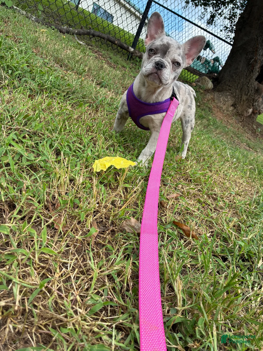 French Bulldog dogs for sale: French Bulldog 1 - Ad 4