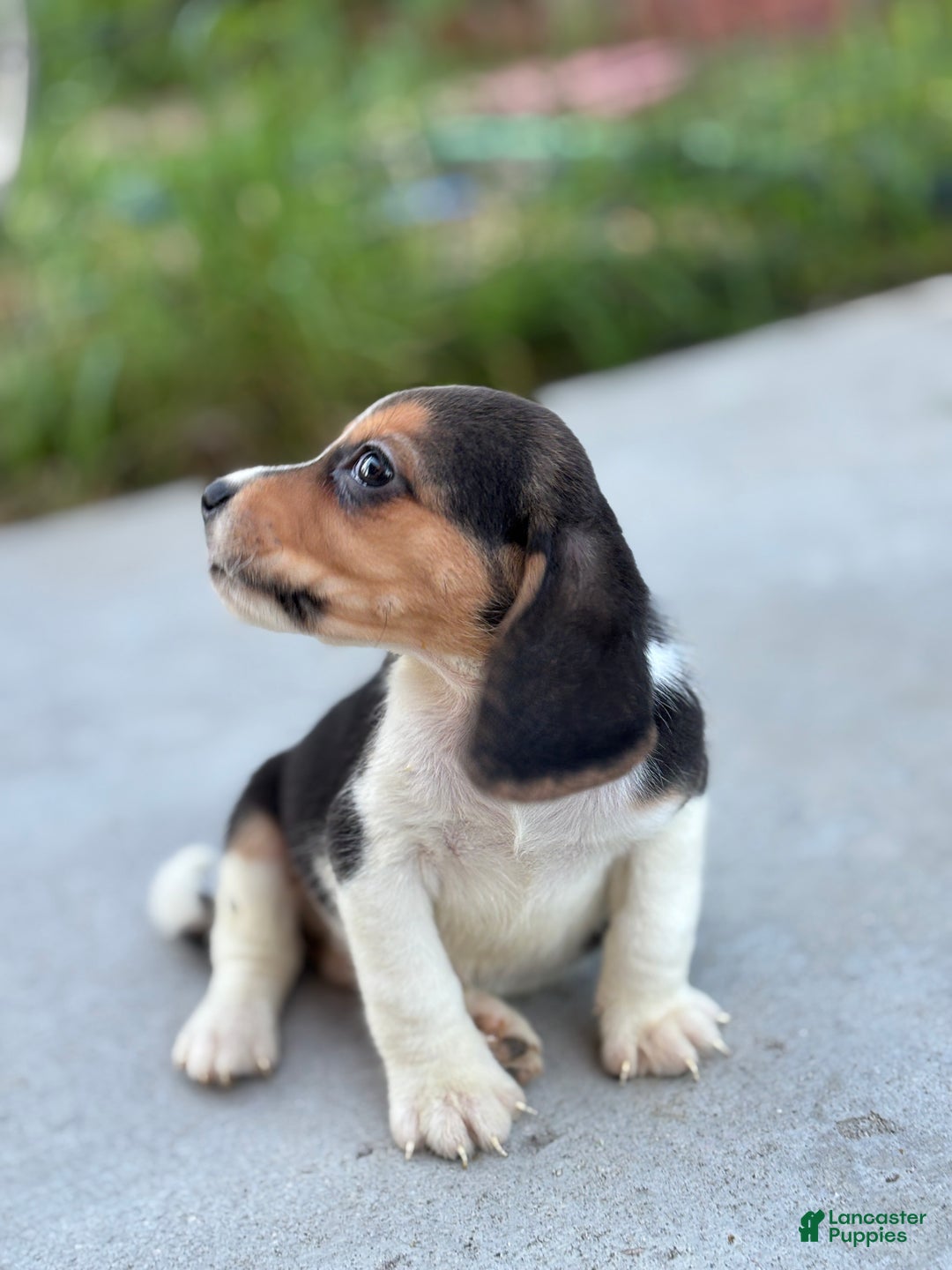 Beagle dogs for sale: Duke - Ad 9
