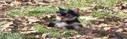 Yorkshire Terrier dogs for sale: Tiny Tia - Ad 4