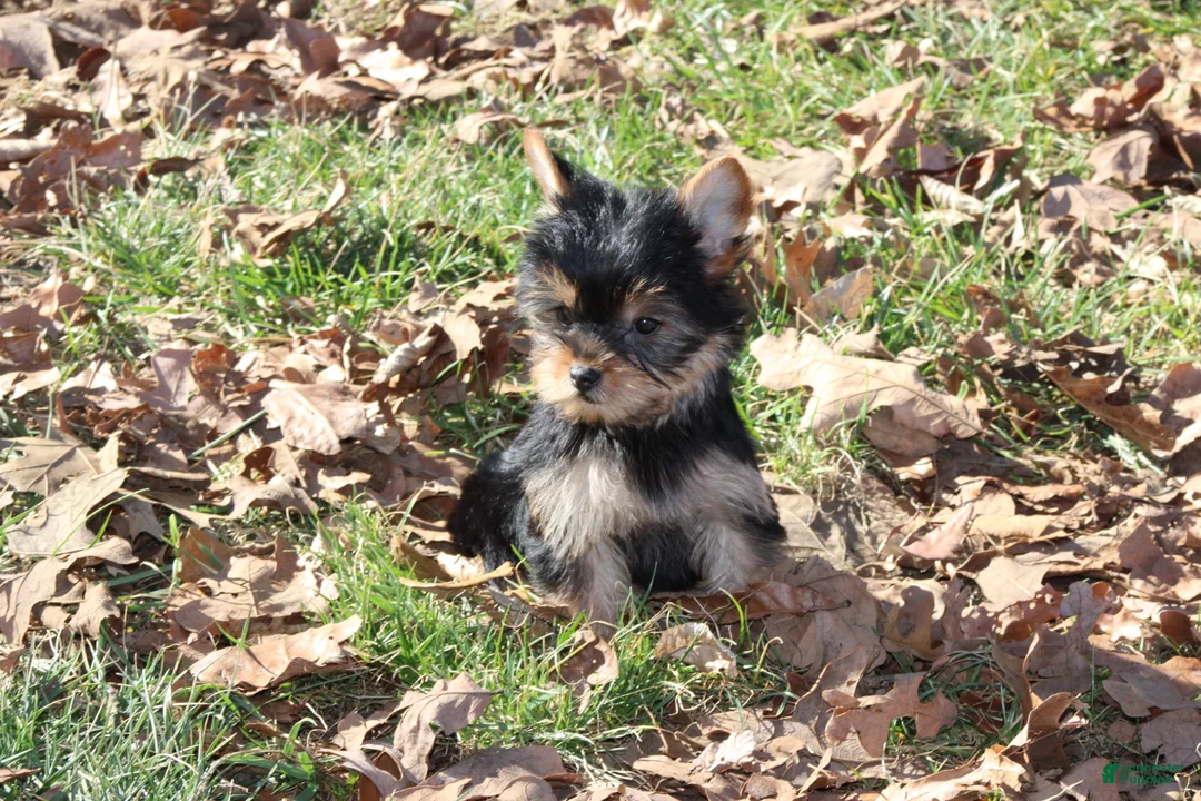Yorkshire Terrier dogs for sale: Tiny Tia - Ad 4