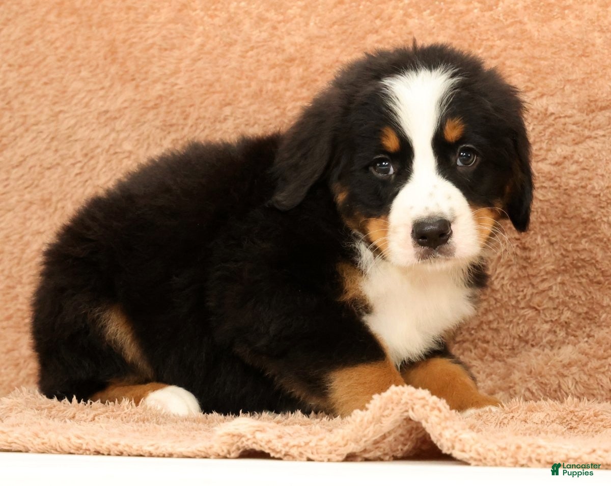 Bernese Mountain Dog dogs Buddy - Ad 2