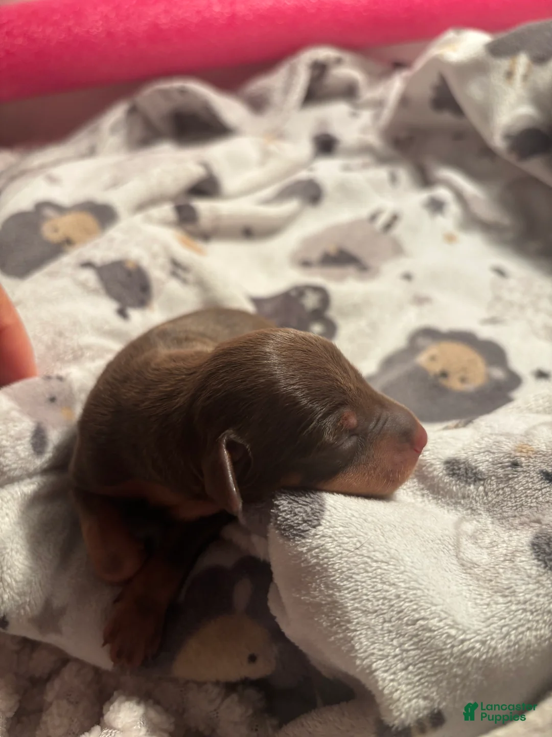 Miniature Pinscher dogs for sale: Miniature Pinscher Puppy 1 - Ad 2
