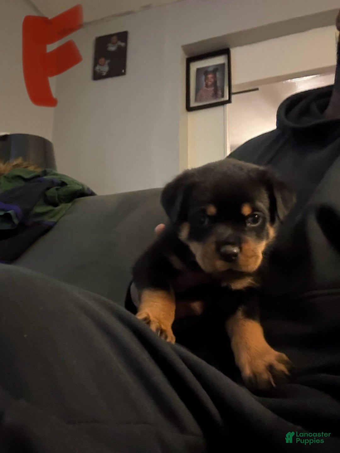 Rottweiler dogs for sale: Rottweiler Puppy 1 - Ad 1