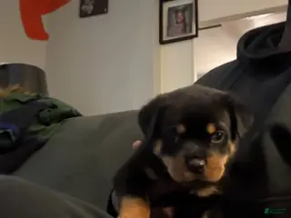 Rottweiler dogs Rottweiler Puppy 1 - Ad 40