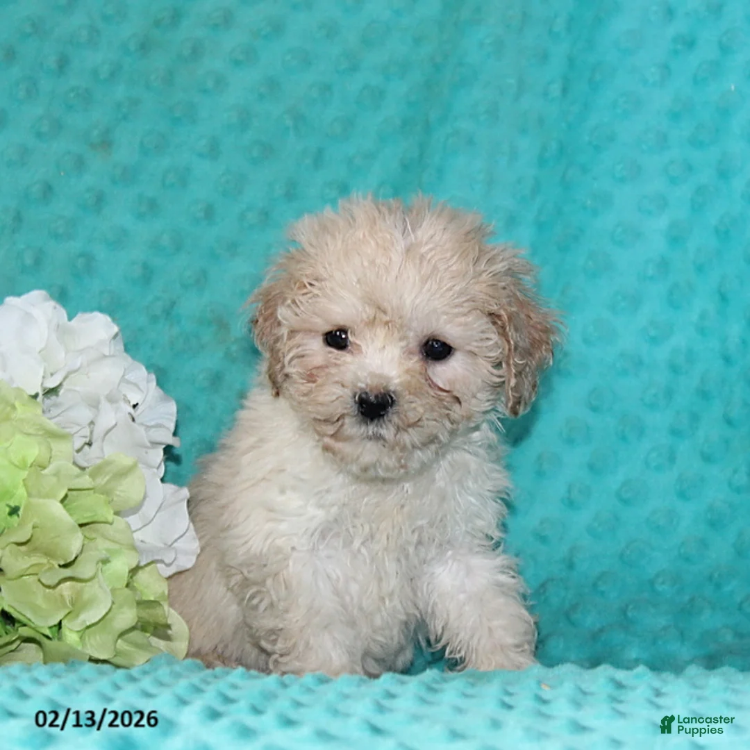 Bichpoo dogs for sale: Tulip - Ad 3