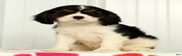 Cavalier King Charles Spaniel dogs for sale: Twixy - Ad 3