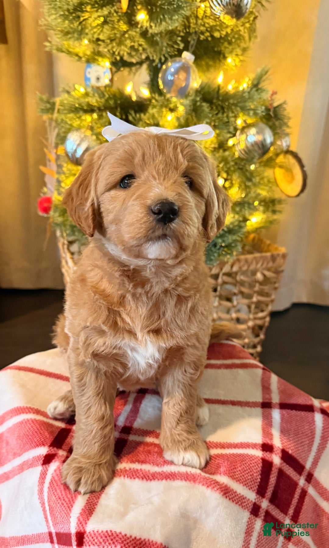 Mini Goldendoodle dogs for sale: Sugar  - Ad 1