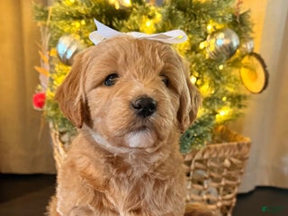 Mini Goldendoodle dogs Sugar - Ad 5