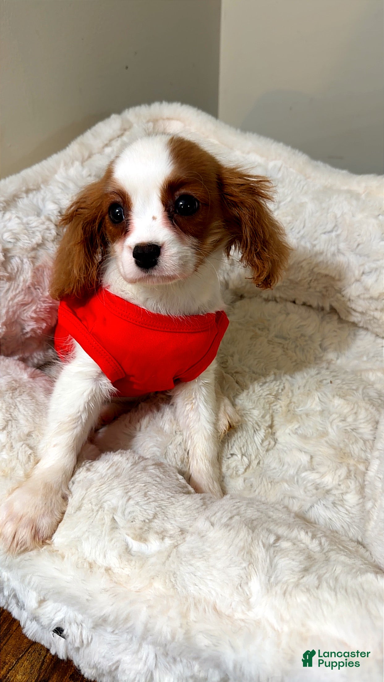 Cavalier King Charles Spaniel dogs Raven  - Ad 22