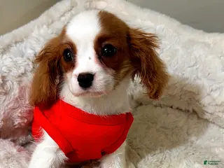 Cavalier King Charles Spaniel dogs Raven - Ad 22