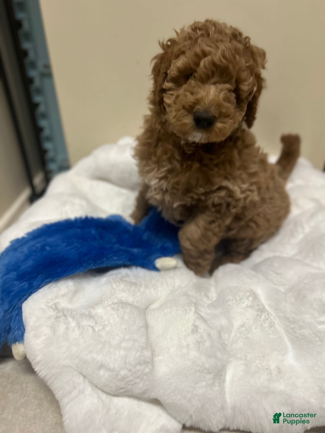Mini Goldendoodle dogs for sale: Mini Goldendoodle Puppy Cream Puff - Ad 3