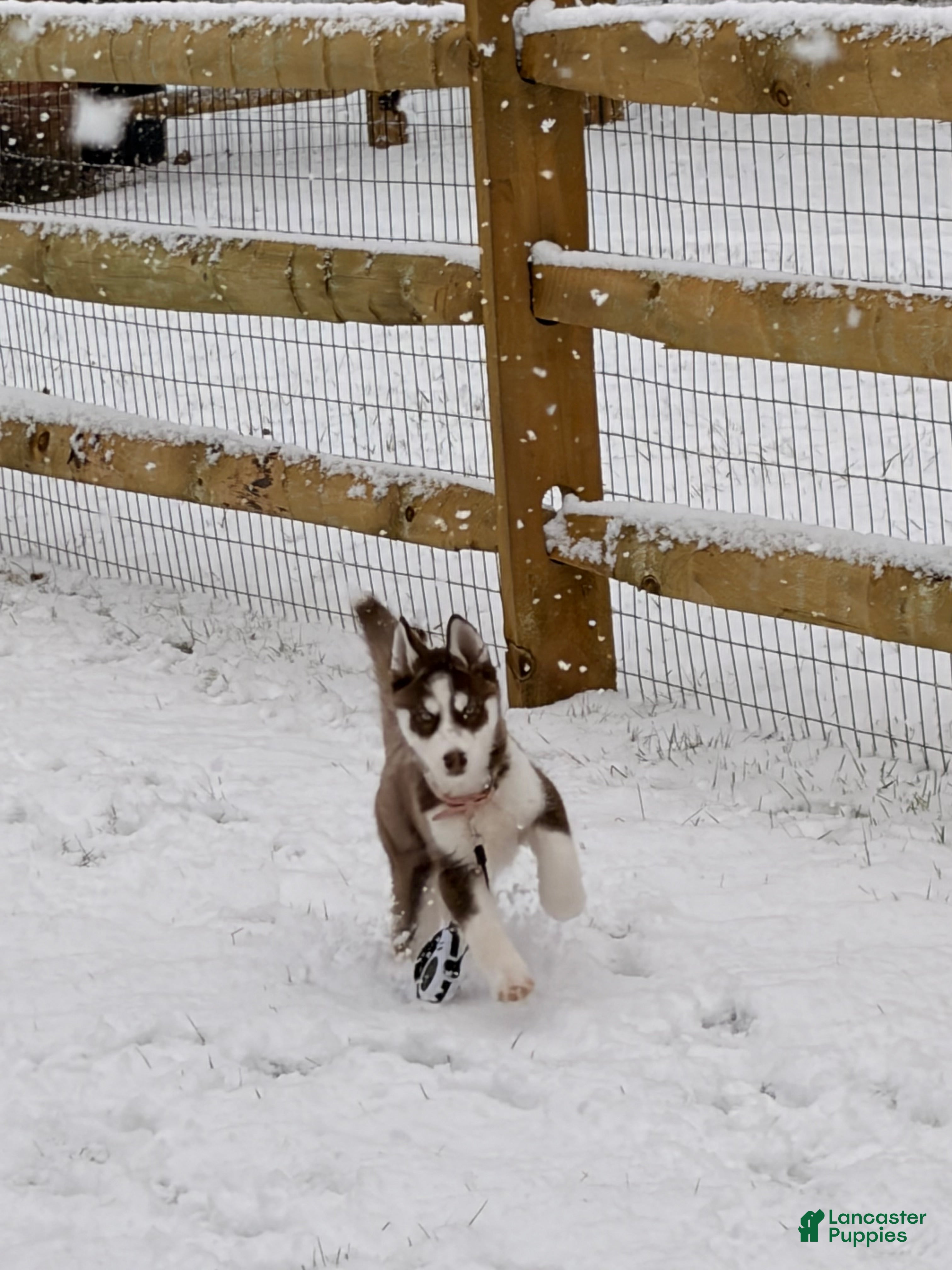 Siberian Husky dogs Archie  - Ad 25