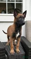 Belgian Malinois Puppy (Molly)