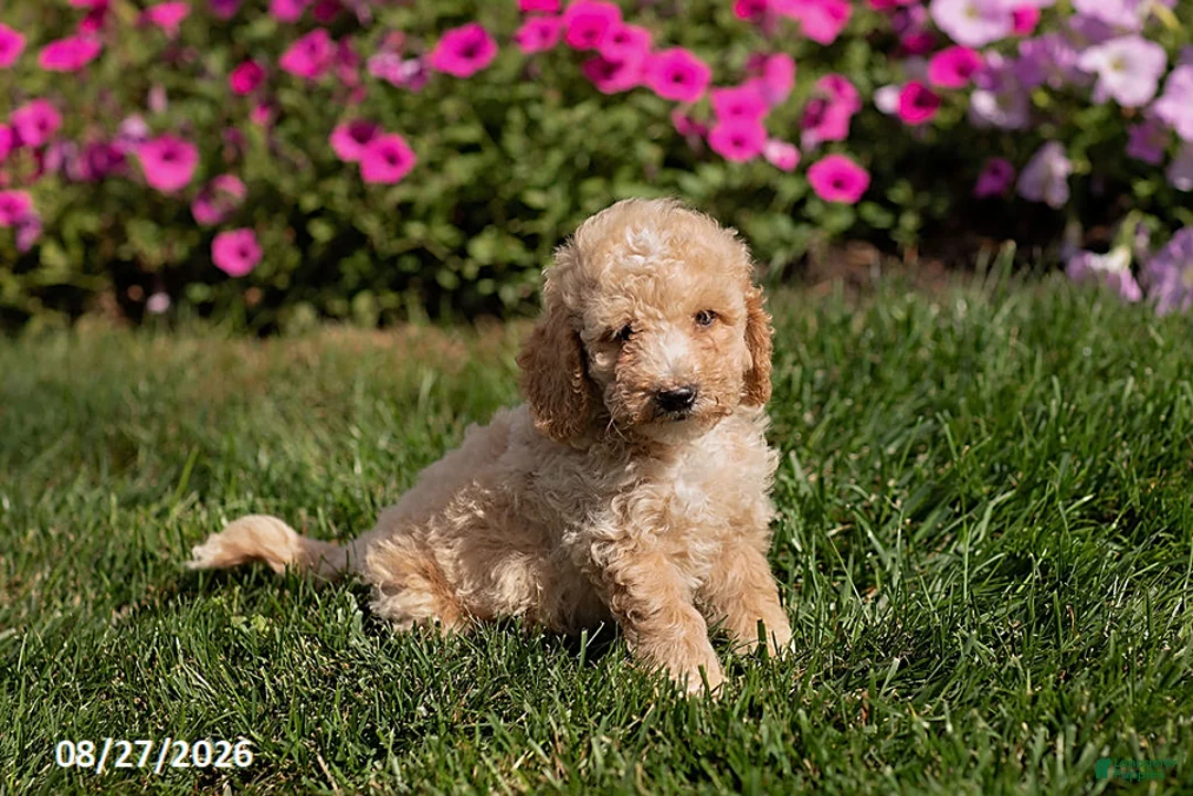 Mini Goldendoodle dogs for sale: Owen - Ad 2