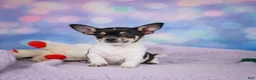 Chihuahua dogs for sale: OTIS - Ad 7