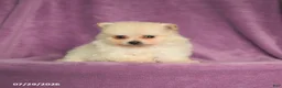 Pomeranian dogs for sale: Cindy - Ad 3