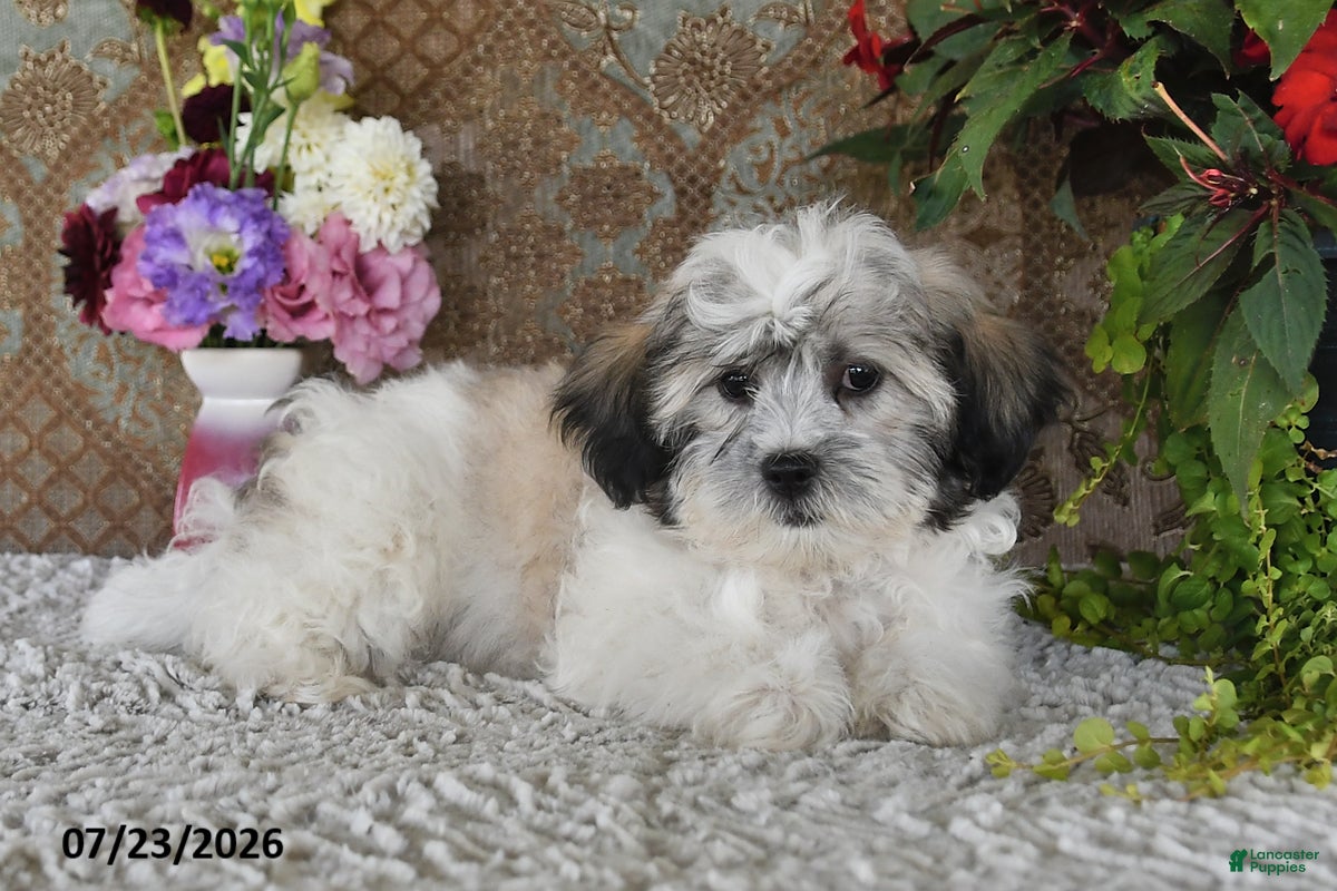 Teddy Bear dogs Oscar - Ad 2