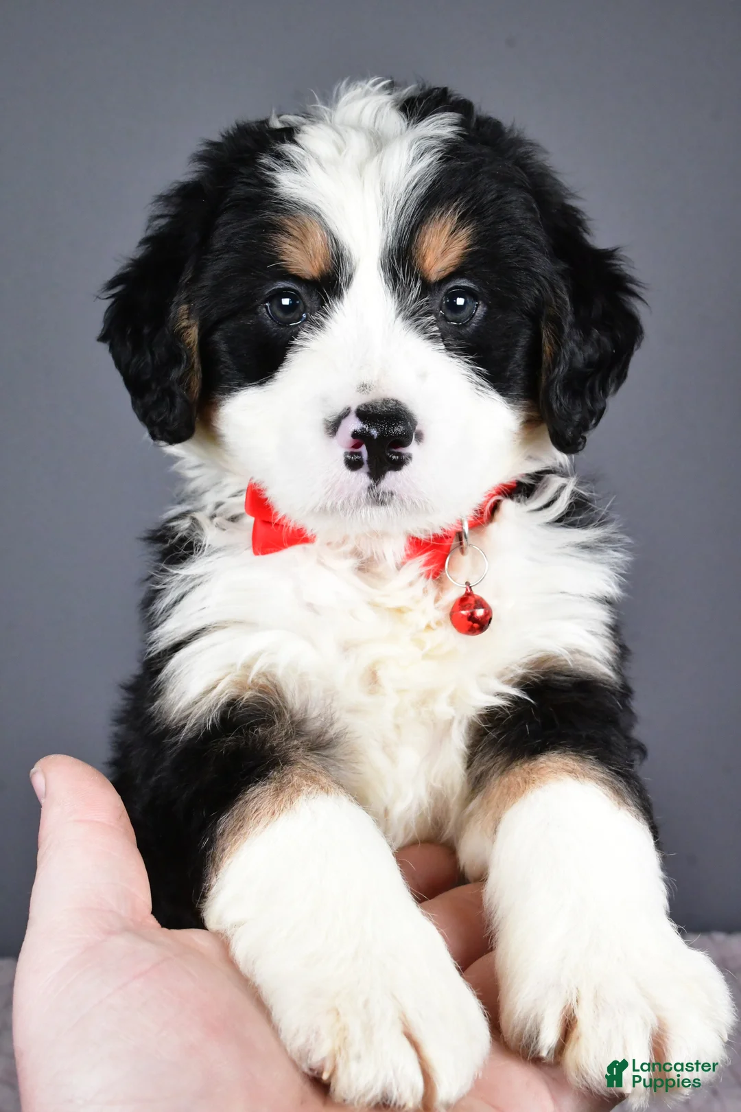 Mini Bernedoodle dogs for sale: Bubba - Ad 9