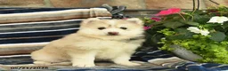 Pomsky dogs for sale: Flynn  - Ad 1