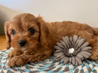 Cavapoo dogs - Ad 2