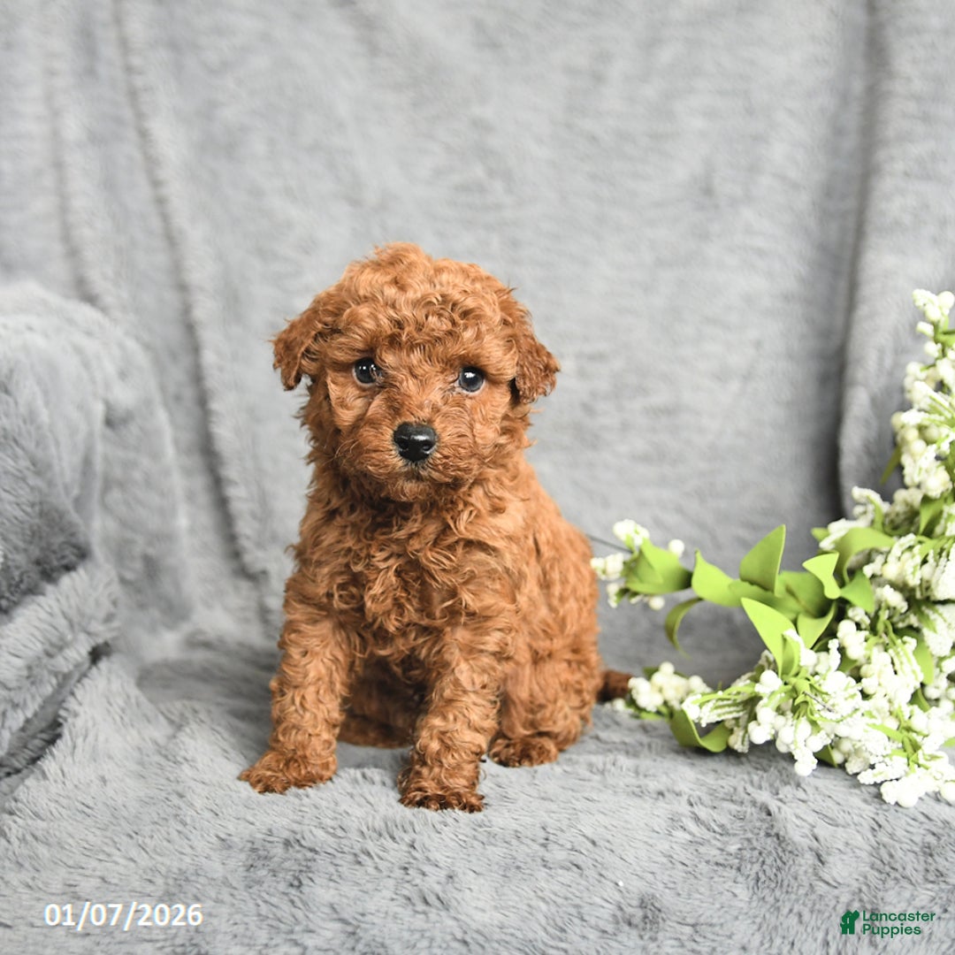 Mini Goldendoodle dogs for sale: Pepper - Ad 3