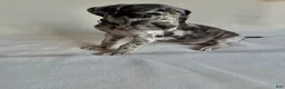Great Dane dogs for sale: Freckles- blue - Ad 4