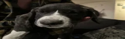 Mixed Breed dogs for sale: Jackal  - Ad 3