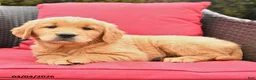 Golden Retriever dogs for sale: Harmony - Ad 2