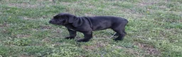 Cane Corso dogs for sale: Balinda - Ad 4