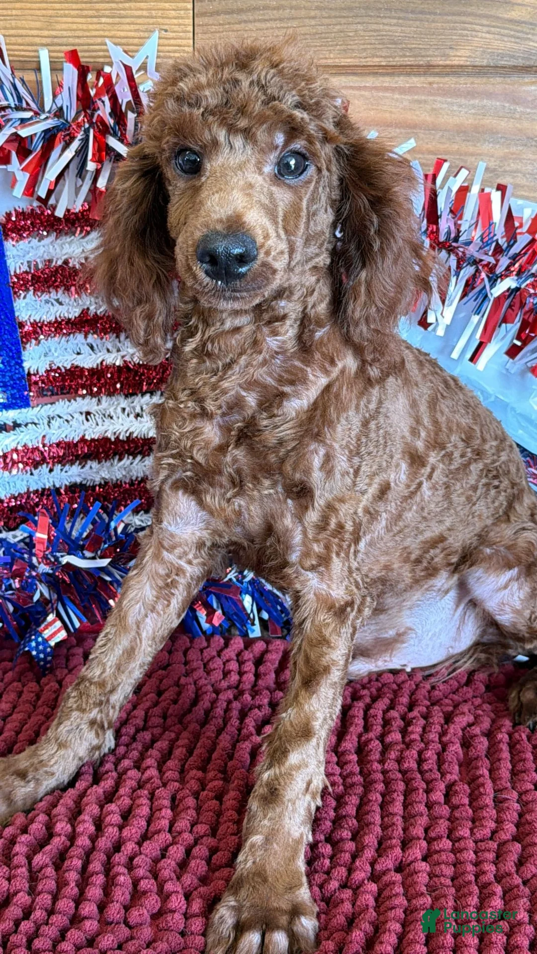 Miniature Poodle dogs for sale: Beau - Ad 4