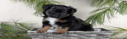 Toy Australian Shepherd dogs for sale: Bronson - Ad 23