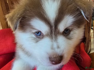 Pomsky dogs Wolf - Ad 42