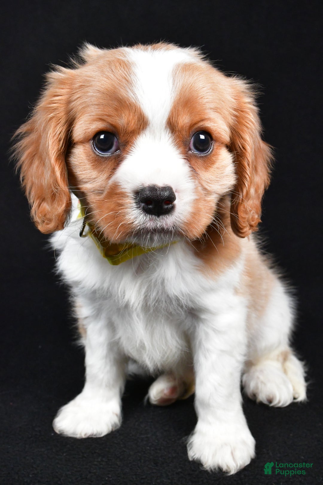 Cavalier King Charles Spaniel dogs for sale: Travis - Ad 1