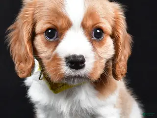Cavalier King Charles Spaniel dogs Travis - Ad 20