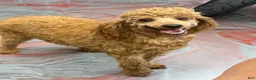 Miniature Poodle dogs for sale: Brent - Ad 2