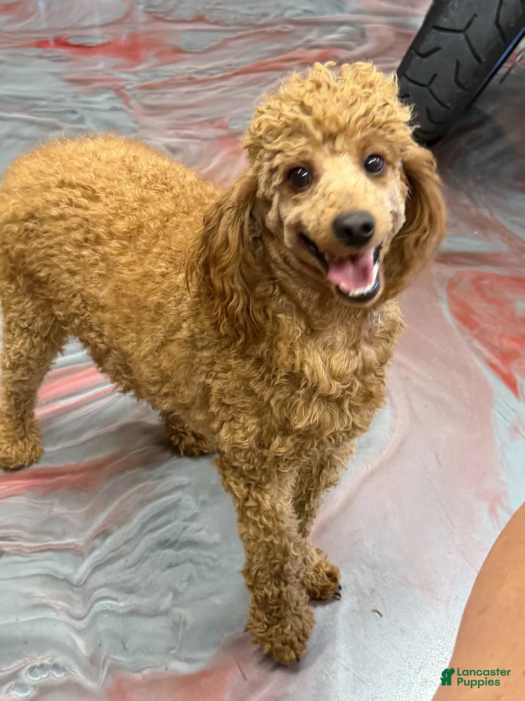 Miniature Poodle dogs for sale: Brent - Ad 2