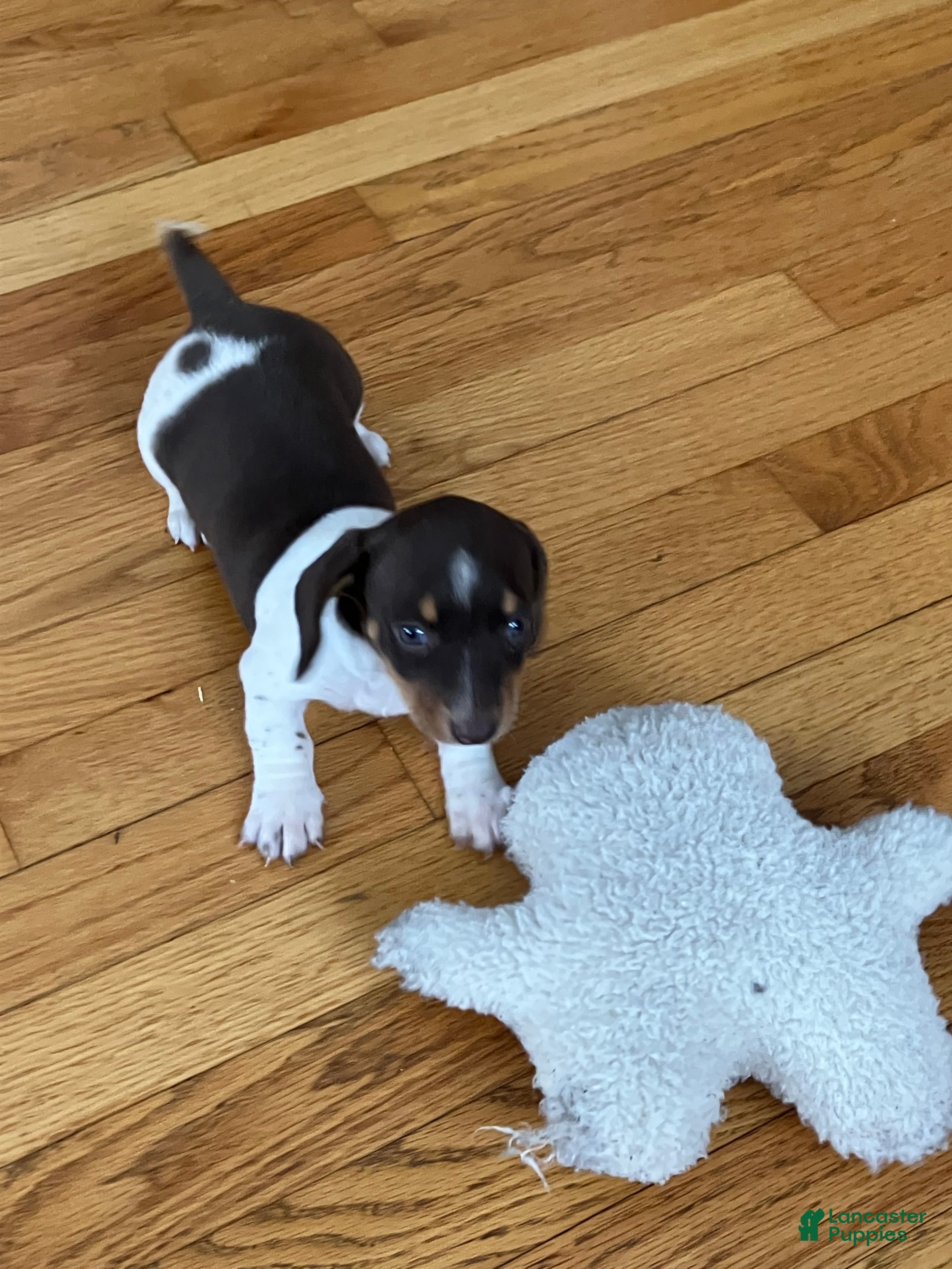 Miniature Dachshund dogs Akc Melissa - Ad 1