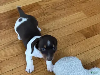 Miniature Dachshund dogs Akc Melissa - Ad 1