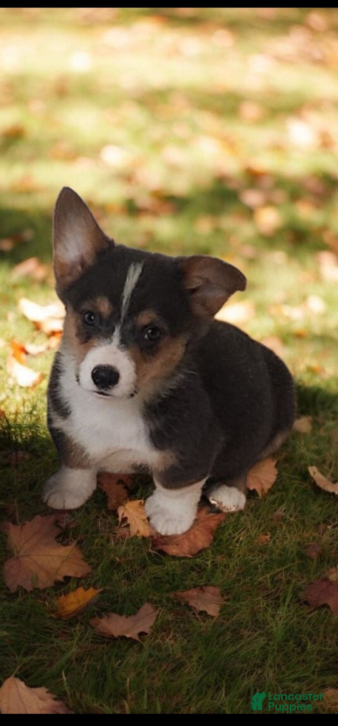 Welsh Corgi Pembroke dogs for sale: Alfie bluie  - Ad 26